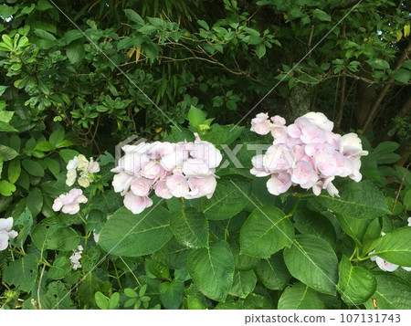 小田原文學館田中光明故居盛開的淡粉色繡球花 小田原文學館田中光明故居盛開的淡粉色繡球花 107131743