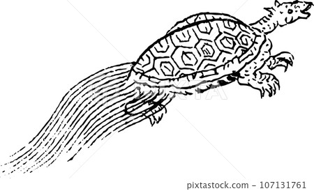 Turtle Turtle 107131761