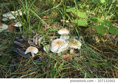 false mushrooms in the grass 107132002