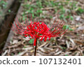 A cluster amaryllis 107132401