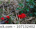 Red spider lily and butterflies flying away 107132402