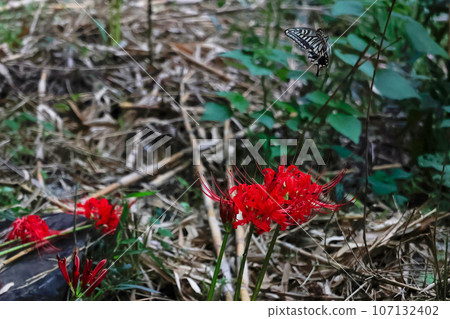 Red spider lily and butterflies flying away 107132402