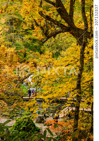 A woman taking a picture of autumn leaves A woman taking a picture of autumn leaves 107132837