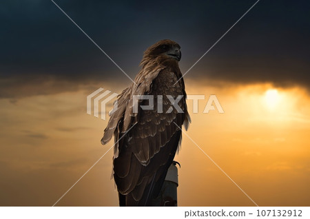 Landscape photo of kites and hawks against the backdrop of the setting sun Landscape photo of kites and hawks against the backdrop of the setting sun 107132912