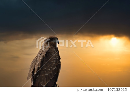 Landscape photo of kites and hawks against the backdrop of the setting sun Landscape photo of kites and hawks against the backdrop of the setting sun 107132915