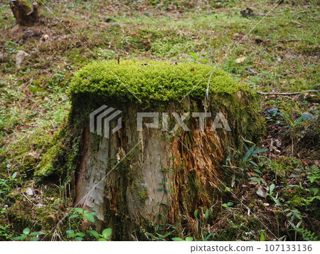 moss-covered stump 107133136