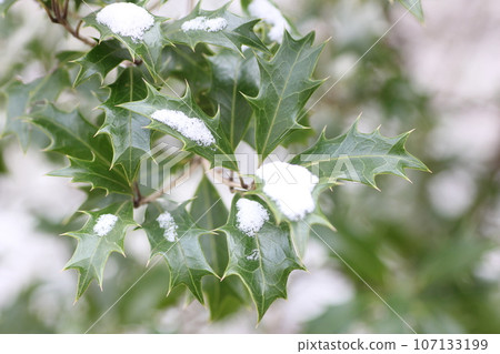 snow and holly leaves 107133199