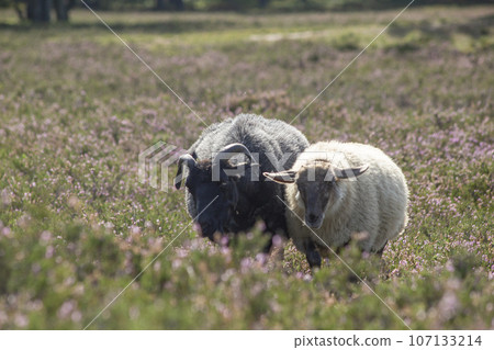 Sheep and goats grazing on heather fields on the outskirt of Hamburg, Germany. High quality photo Sheep and goats grazing on heather fields on the outskirt of Hamburg, Germany. High quality photo 107133214