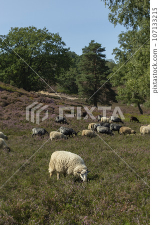Sheep and goats grazing on heather fields on the outskirt of Hamburg, Germany. High quality photo Sheep and goats grazing on heather fields on the outskirt of Hamburg, Germany. High quality photo 107133215