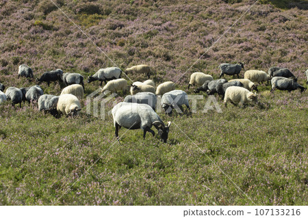Sheep and goats grazing on heather fields on the outskirt of Hamburg, Germany. High quality photo Sheep and goats grazing on heather fields on the outskirt of Hamburg, Germany. High quality photo 107133216