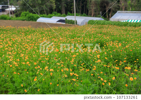 美麗綻放的 Kibana 波斯菊 107133261