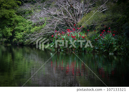 Scenery of a park with flowers blooming on the waterside in early summer Scenery of a park with flowers blooming on the waterside in early summer 107133321