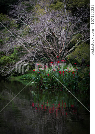 Scenery of a park with flowers blooming on the waterside in early summer Scenery of a park with flowers blooming on the waterside in early summer 107133322