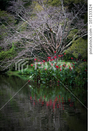 Scenery of a park with flowers blooming on the waterside in early summer Scenery of a park with flowers blooming on the waterside in early summer 107133324