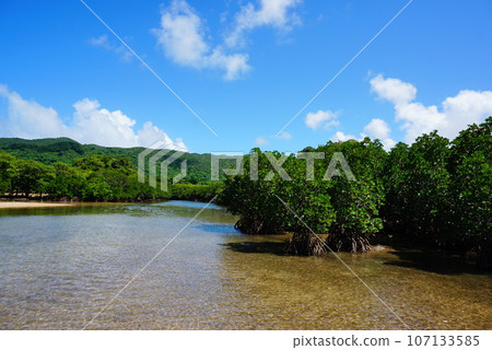 Mangrove community of Fukidori River Mangrove community of Fukidori River 107133585