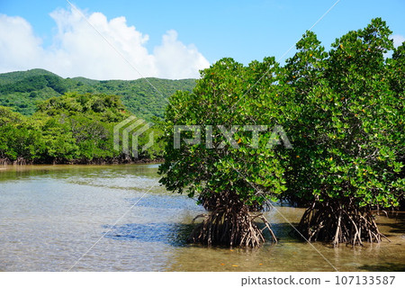 Mangrove community of Fukidori River Mangrove community of Fukidori River 107133587