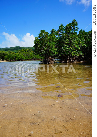 Mangrove community of Fukidori River Mangrove community of Fukidori River 107133588