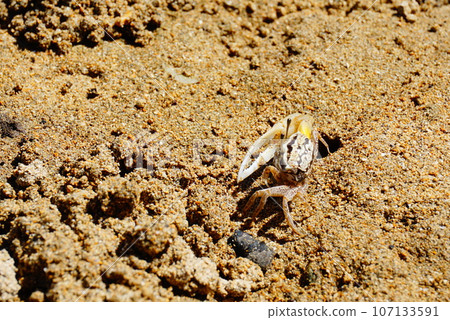 Fiddler crab on Ishigaki Island 107133591