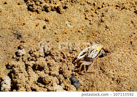 Fiddler crab on Ishigaki Island Fiddler crab on Ishigaki Island 107133592