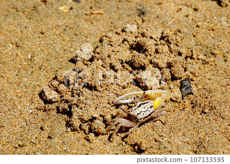 Fiddler crab on Ishigaki Island 107133595
