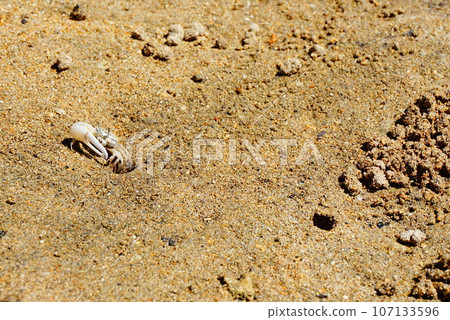 Fiddler crab on Ishigaki Island Fiddler crab on Ishigaki Island 107133596