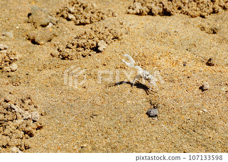 Fiddler crab on Ishigaki Island Fiddler crab on Ishigaki Island 107133598