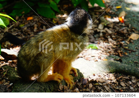 And now squirrel monkey And now squirrel monkey 107133604