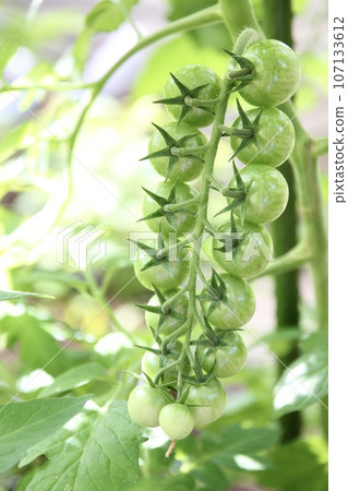 迷你番茄栽培 107133612