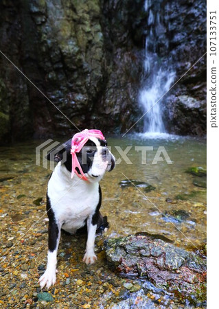 Mighty, a Boston terrier, wears goggles and looks up at the valley at Shishigataki Falls in Moroyama Town ♡ Mighty, a Boston terrier, wears goggles and looks up at the valley at Shishigataki Falls in Moroyama Town ♡ 107133751