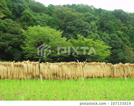 Autumn rice fields and dried rice scenery in Satoyama 107133819