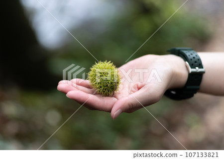 pick up chestnuts 107133821