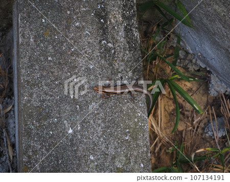 lizard on concrete block lizard on concrete block 107134191