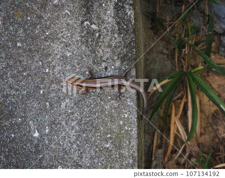 lizard on concrete block lizard on concrete block 107134192