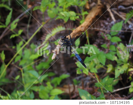 蜻蜓停在樹枝上 蜻蜓停在樹枝上 107134195