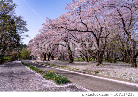 山形縣花城公園的山形城跡櫻花盛開 山形縣花城公園的山形城跡櫻花盛開 107134233