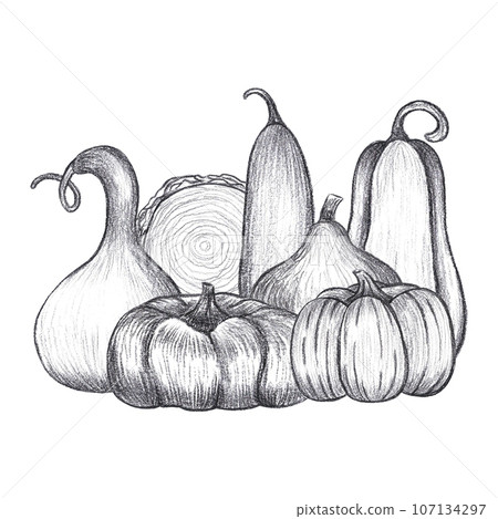 Hand drawn black pencil pumpkins composition isolated on white background. Can be used for post card, label, ornament. 107134297