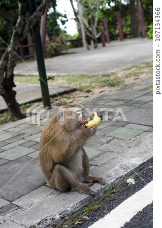 Macaque Monkey eating banana, Phuket, Thailand 107134366