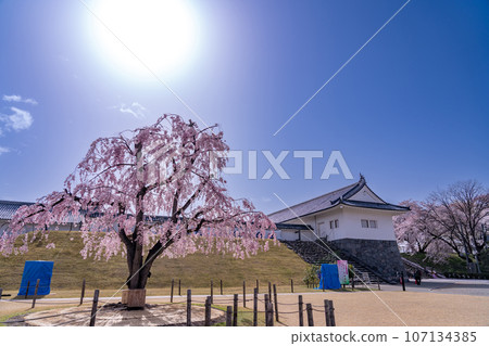 山形縣嘉城公園的山形城遺址東大手門和櫻花 107134385