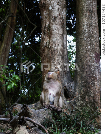 Female monkey Macaca fascicularis in forest Female monkey Macaca fascicularis in forest 107134458