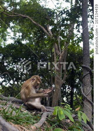 Monkey sitting in forest. Macaque cleaning Monkey sitting in forest. Macaque cleaning 107134459