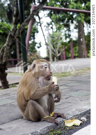 Macaque Monkey eating banana, Phuket, Thailand 107134465