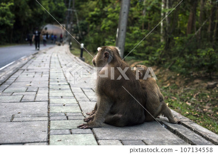 Monkeys macaca fascicularis sitting on road at Monkey Hill, Phuket, Thailand Monkeys macaca fascicularis sitting on road at Monkey Hill, Phuket, Thailand 107134558