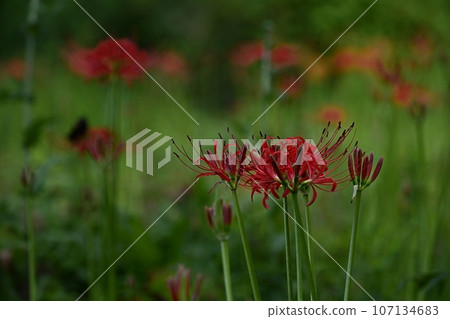 開花在森林公園的群孤挺花 107134683
