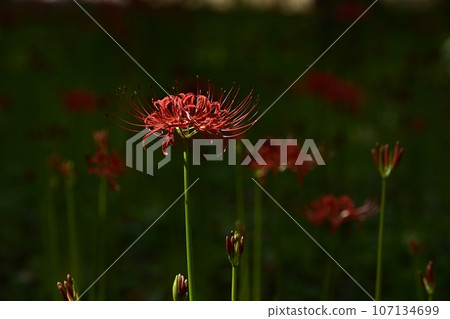開花在森林公園的群孤挺花 開花在森林公園的群孤挺花 107134699