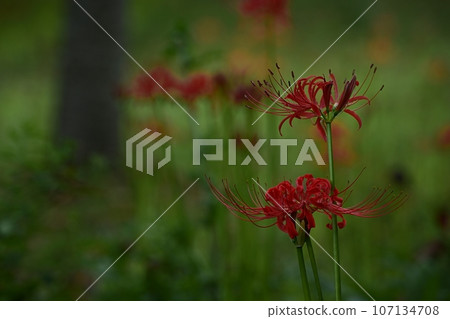 開花在森林公園的群孤挺花 107134708