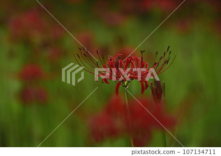Cluster amaryllis blooming in the forest park Cluster amaryllis blooming in the forest park 107134711