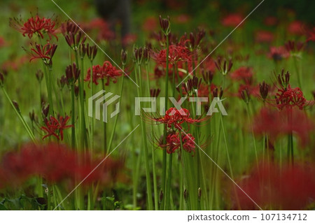 Cluster amaryllis blooming in the forest park Cluster amaryllis blooming in the forest park 107134712