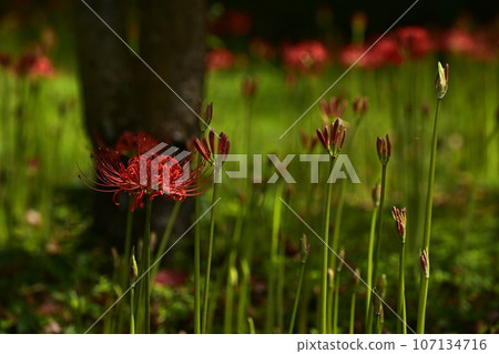 開花在森林公園的群孤挺花 開花在森林公園的群孤挺花 107134716