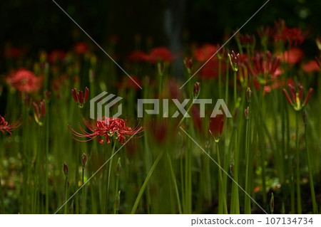 開花在森林公園的群孤挺花 開花在森林公園的群孤挺花 107134734