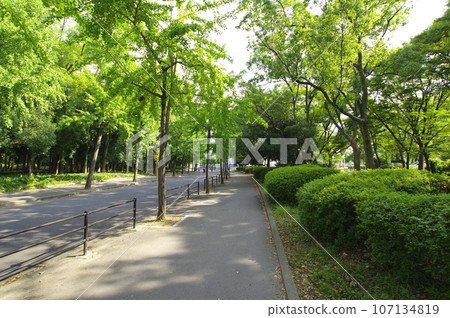 大阪城公園初夏的早晨風景 從森之宮一側到大阪城的路線 2023-08-21 大阪城公園初夏的早晨風景 從森之宮一側到大阪城的路線 2023-08-21 107134819